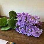 Hortensias Moradas